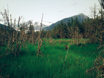 Plants on landscape against sky