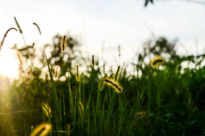 Close-up of wheat plants on field