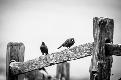 Birds perching on wooden post