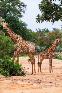 Giraffe with infant standing on dirt road against trees