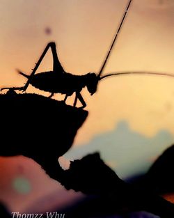 Close-up of silhouette insect against sky at sunset