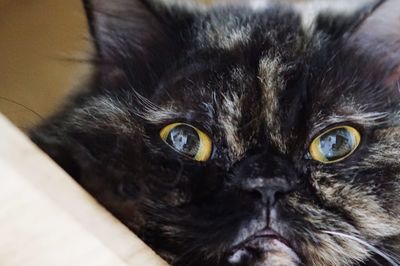Close-up portrait of black cat