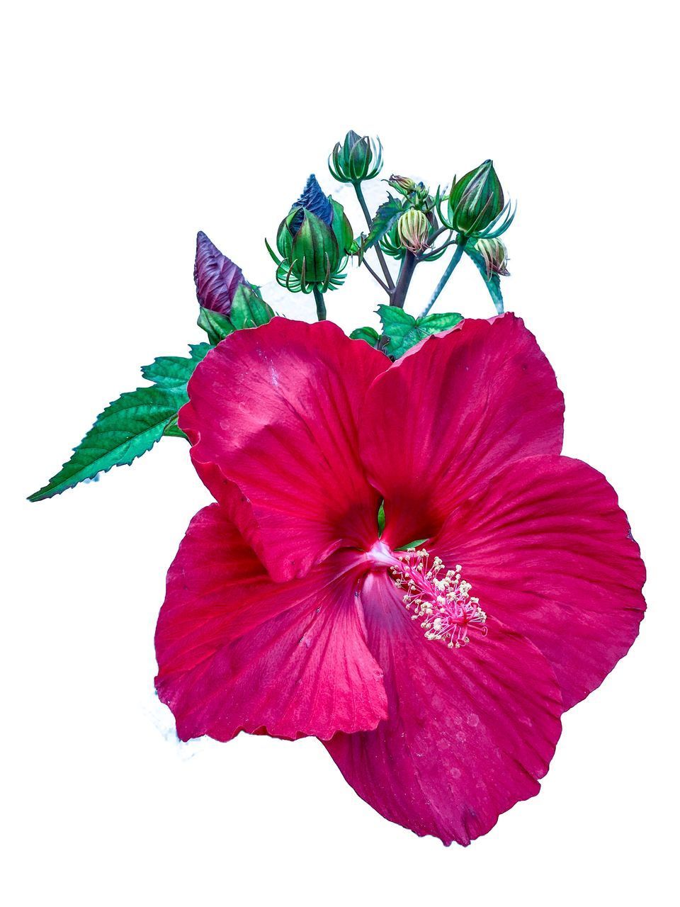 CLOSE-UP OF PINK HIBISCUS FLOWER