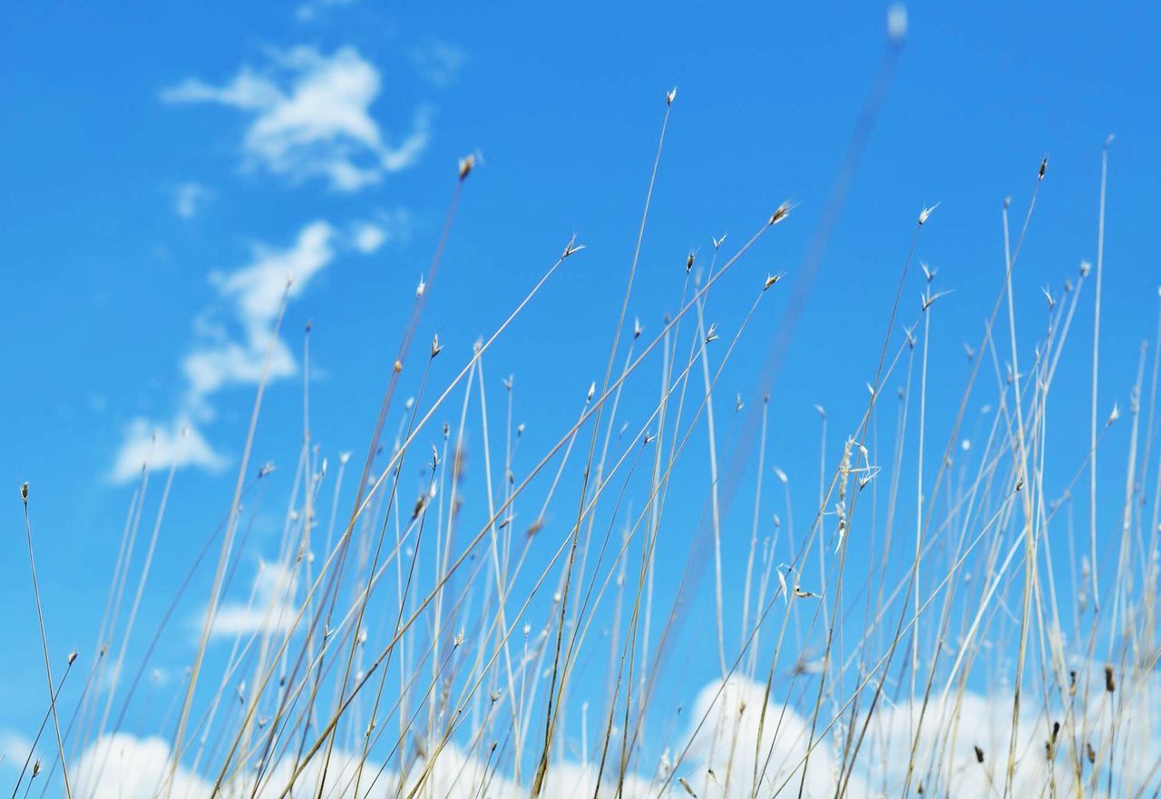 blue, low angle view, sky, nature, cloud - sky, day, outdoors, beauty in nature, tranquility, no people, growth, plant, cloud, grass, panoramic, close-up, sunlight, field, tranquil scene, scenics