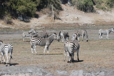 Zebras in a field