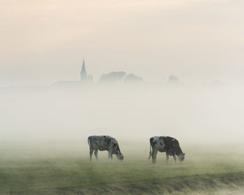 Dutch landscape in the morning mist