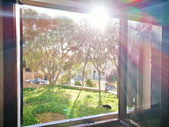 Trees and building seen through window