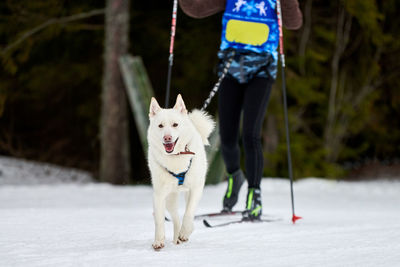 Skijoring dog racing. winter dog sports competition. siberian husky dog pulls skier. active skiing