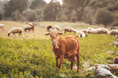 Sheep in a field