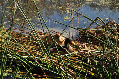 Cat sitting on grass in lake