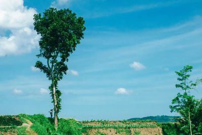 Tree on field against sky