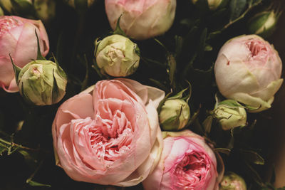 Close-up of roses