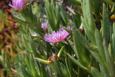 Close-up of purple flowering plant