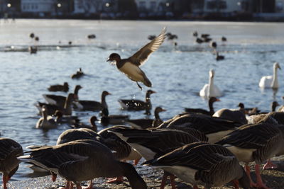 Birds in lake