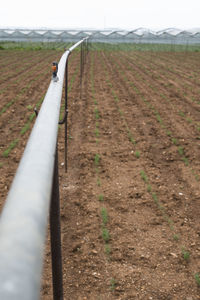 Close-up of crop in field