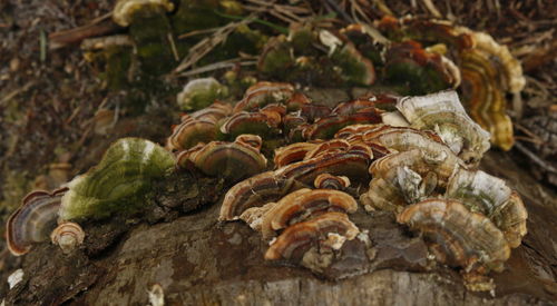 Close-up of mushrooms on tree trunk