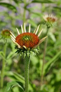 Close-up of flowering plant