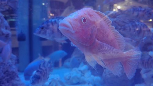 Close-up of fish underwater