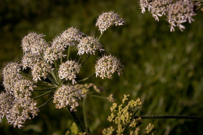 Close-up of flowers blooming outdoors