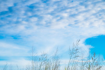 Low angle view of silhouette plants against blue sky