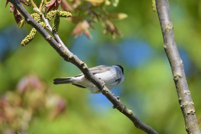 Close-up of bird perching on branch