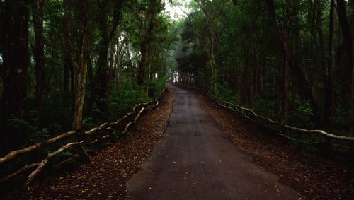 Road amidst trees in forest