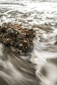 Close-up of turtle in sea