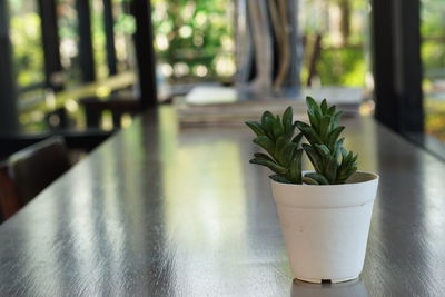 Close-up of potted plant on table