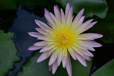 Close-up of purple water lily