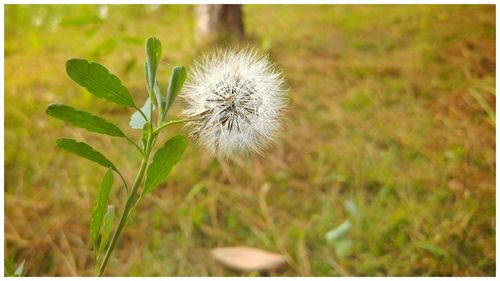Close up of dandelion