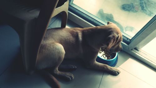 Dog sitting in a car