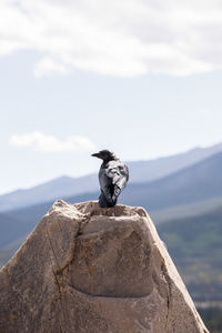 View of bird on rock against sky