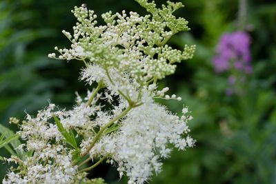 Close-up of white flowering plant