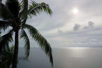 Palm tree by sea against sky