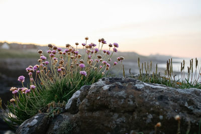 Close-up of purple flowering plant