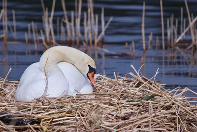 Swan in a nest