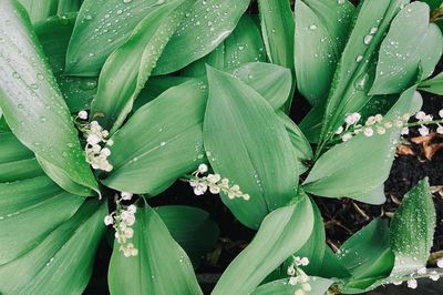 Full frame shot of wet plant