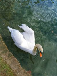 High angle view of swan swimming in lake