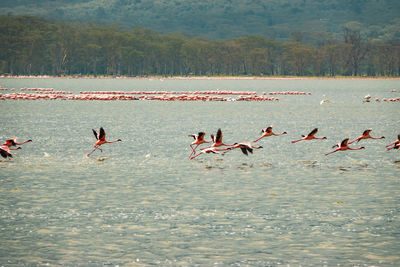 A flock of flamingos in flight at lake elementaita in soysambu conservancy in naivasha, kenya