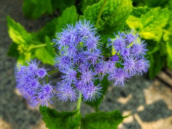 Close-up of purple flowers blooming on field