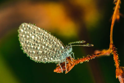 Close-up of butterfly