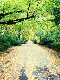 Footpath passing through forest