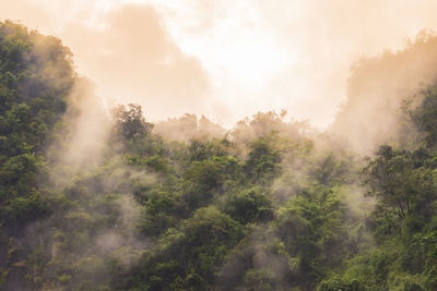 Panoramic view of forest against sky