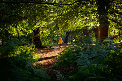 Rear view of person standing by trees in forest