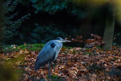 Close-up of sparrow perching on field in forest during autumn