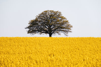 Tree on raps field against clear sky