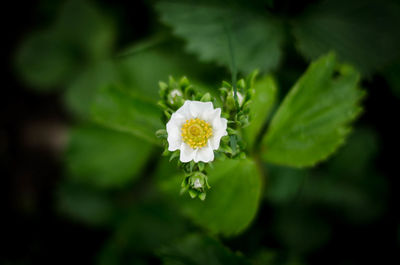 Close-up of white flowering plant