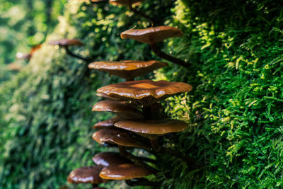 Close-up of mushrooms growing on tree trunk