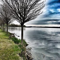 Bare trees on lakeshore