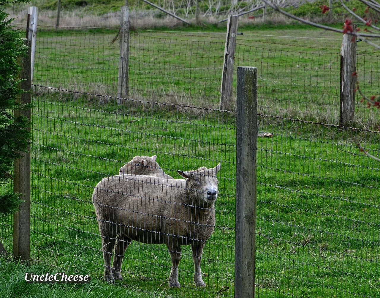 one animal, animal themes, mammal, green color, grass, no people, field, domestic animals, day, outdoors, nature, full length, oil pump